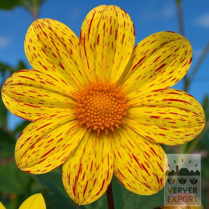 Dahlia Bio 'Magnefier' (22448)