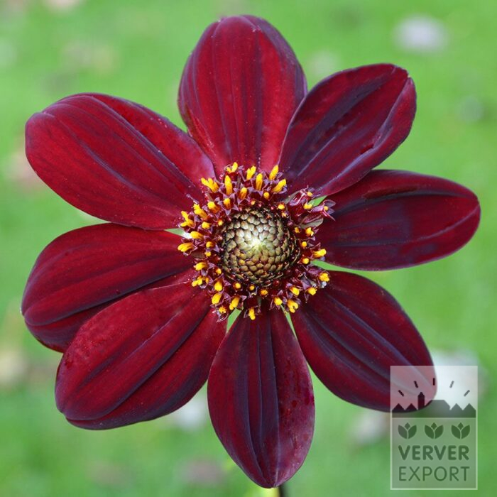 Dahlia Bio 'Nestor' (22449)