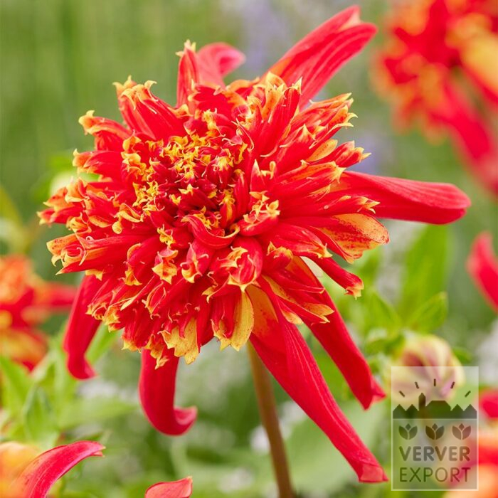 Dahlia 'Octopus Sparkle' (22451)