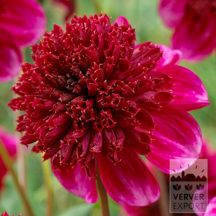 Dahlia 'Rock Star' (22452)