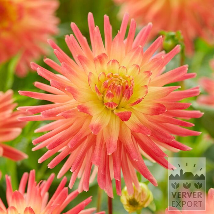 Dahlia 'Felida Solar Flare' (22453)