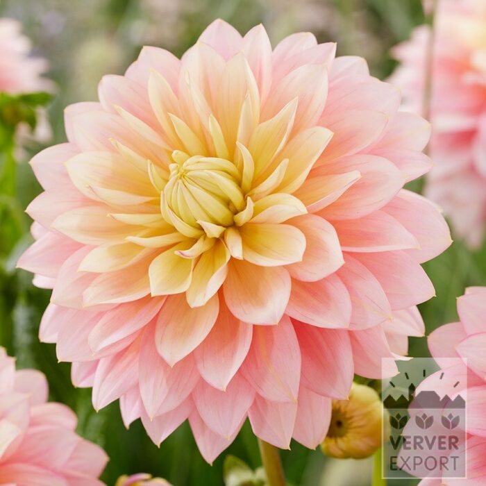 Dahlia 'Sheer Heaven' (22454)