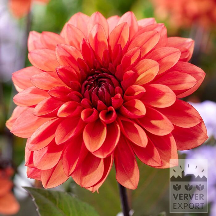 Dahlia 'Statue of Orange' (22455)