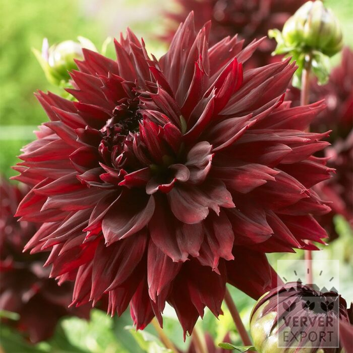 Dahlia 'Black Touch' (22456)