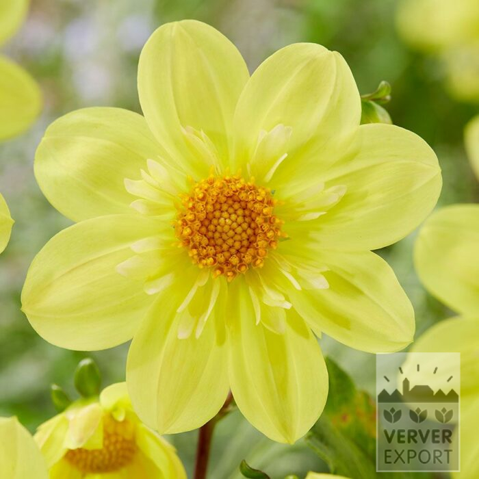 Dahlia 'Kelsey Sunshine' (22457)