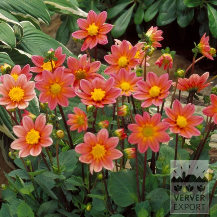 Dahlia Topmix Salmon (22458)