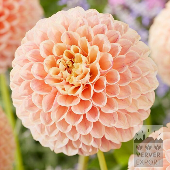 Dahlia 'Sweet Suzanne' (22459)