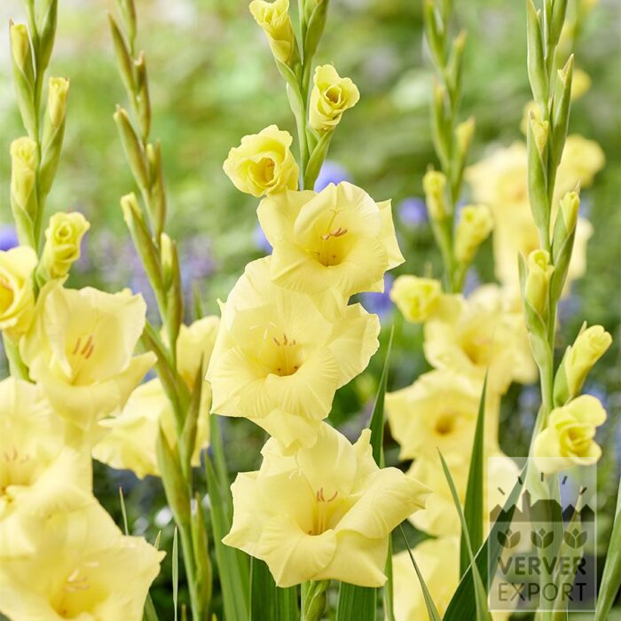 Gladiolen 'Bananarama'  (23055)