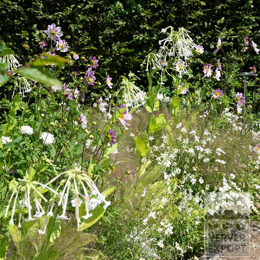 Zomer Tram Verver 'Brides Bouquet' © / 7 m² (29910) - Afbeelding 2