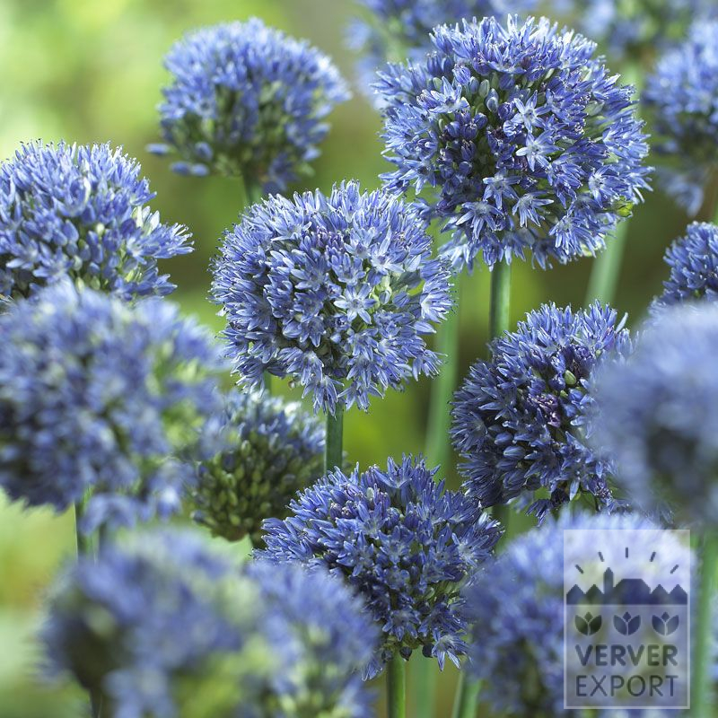 Allium caeruleum deals