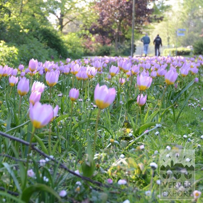 Kits 'Natura Proluxa' © (11309) - Afbeelding 4