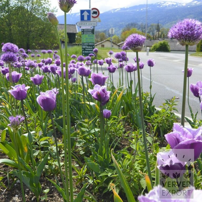 Tram Vivas 'Sandra' © / 9m² (29534) - Afbeelding 2