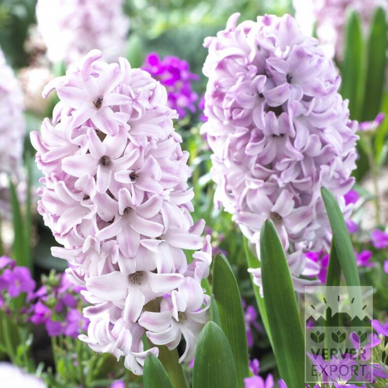 Hyacinths 'Splendid Cornelia' (13046)