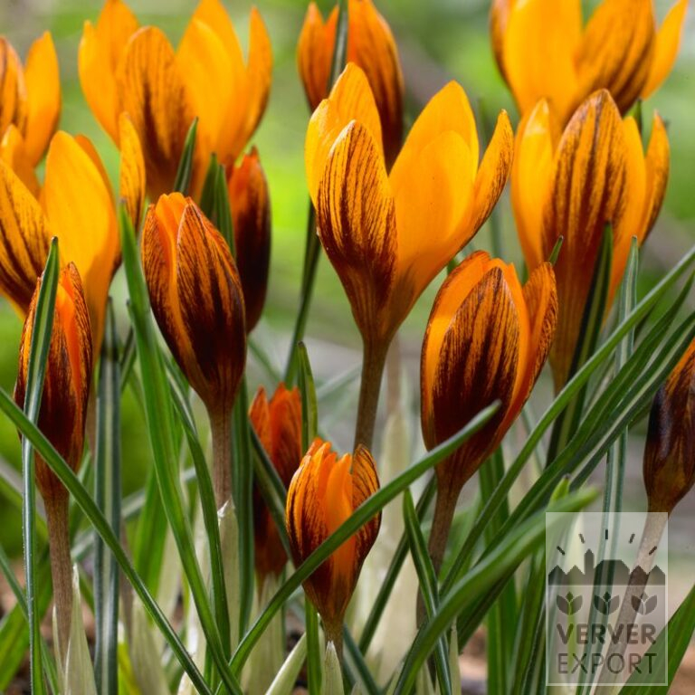 Krokus chrysanthus 'Orange Monarch' (14032)
