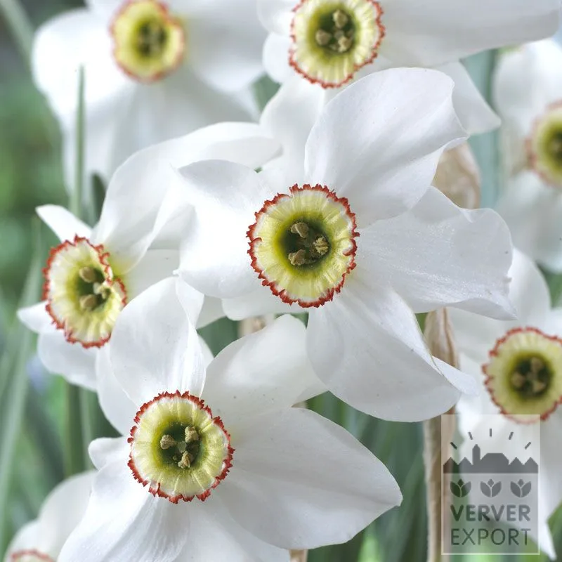 15613 Organic bulbs bio Narcissus poeticus recurvus