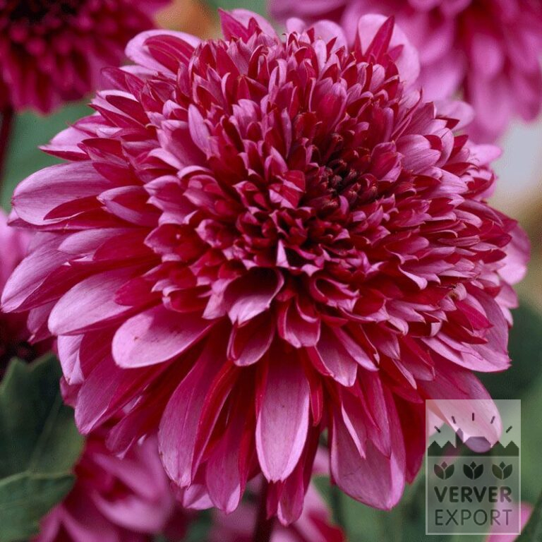 Dahlia op pot 'Mambo' (29267)
