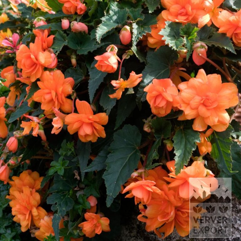 Begonia op pot Pendula oranje (29292)