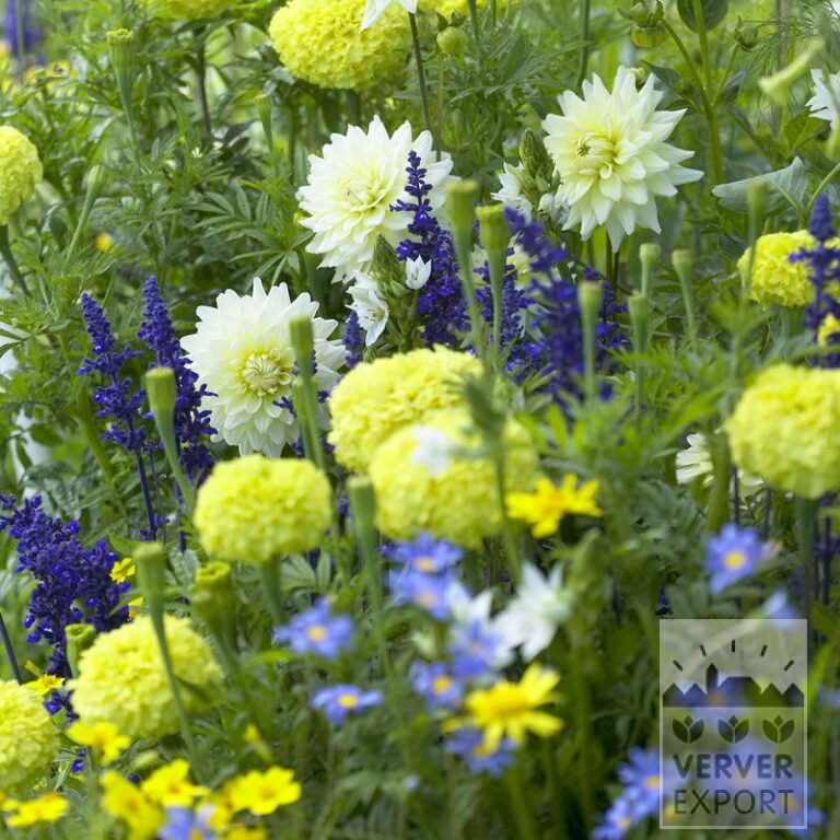 Zomer Tram Verver 'Brise Maritime' © / 5 m² (29310) - Afbeelding 2