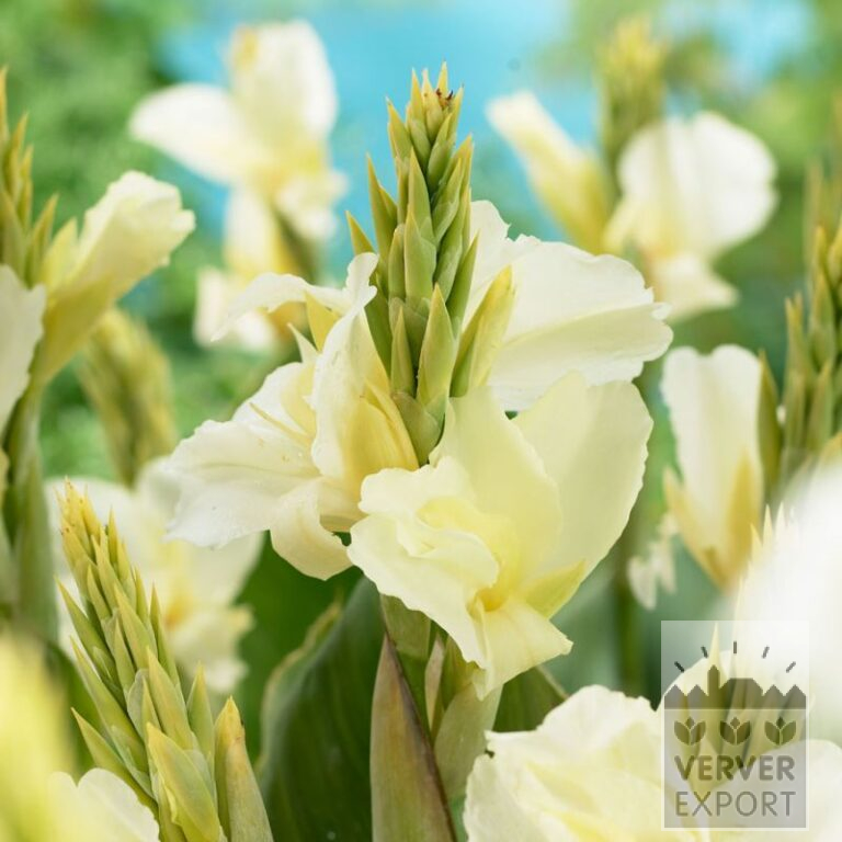 Canna op pot 'Alaska' (30029)