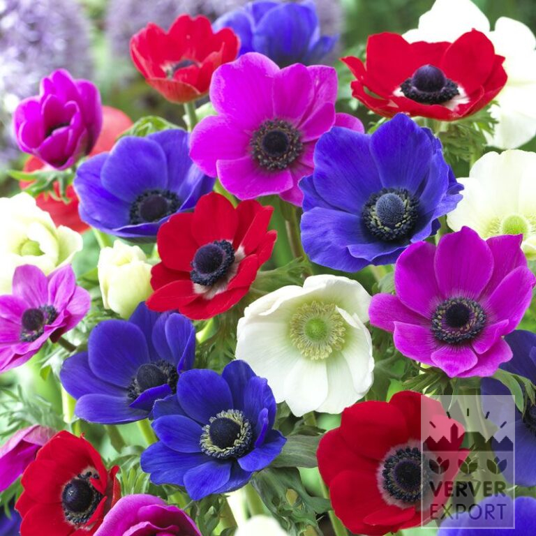 Anemone De Caen mixed (36016)