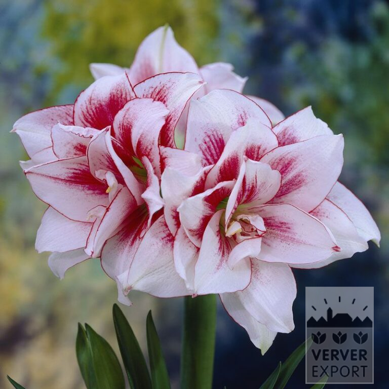 Amaryllis - Indoor double 'Elvas' (36133)