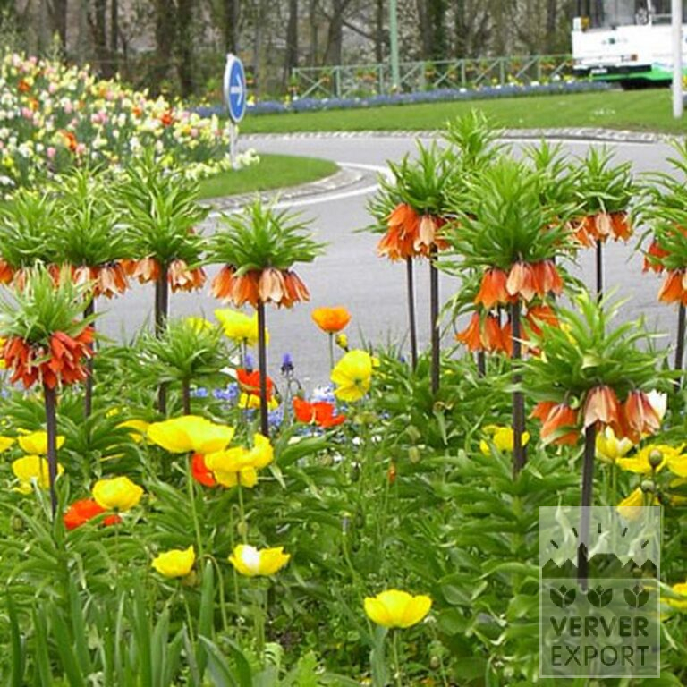Fritillaria imperialis 'Rubra' (16052) - Afbeelding 2