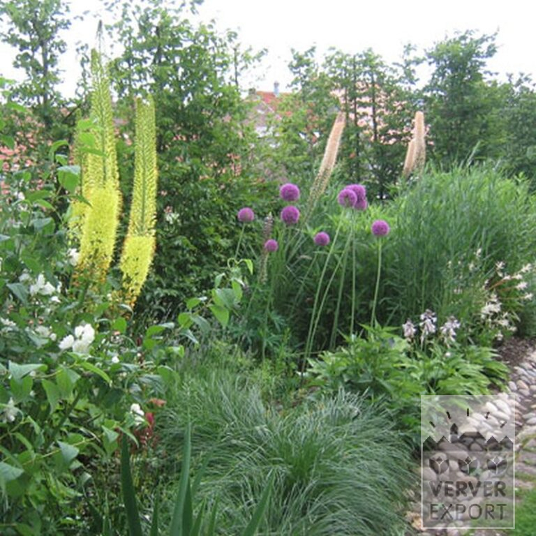 Allium aflatunense 'Purple Sensation' (16134) - Afbeelding 2