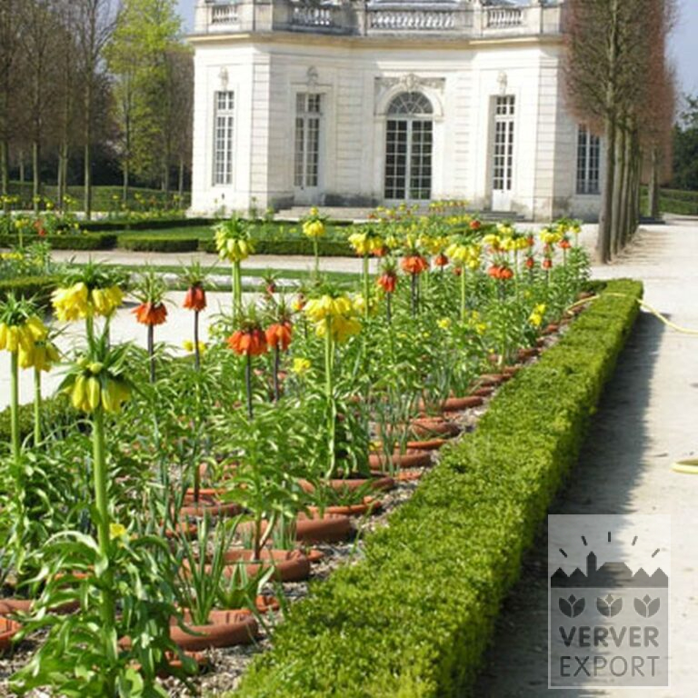 Fritillaria imperialis 'Rubra' (16052) - Afbeelding 3