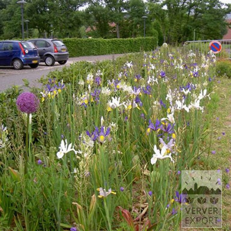 Allium giganteum (16006) - Afbeelding 5