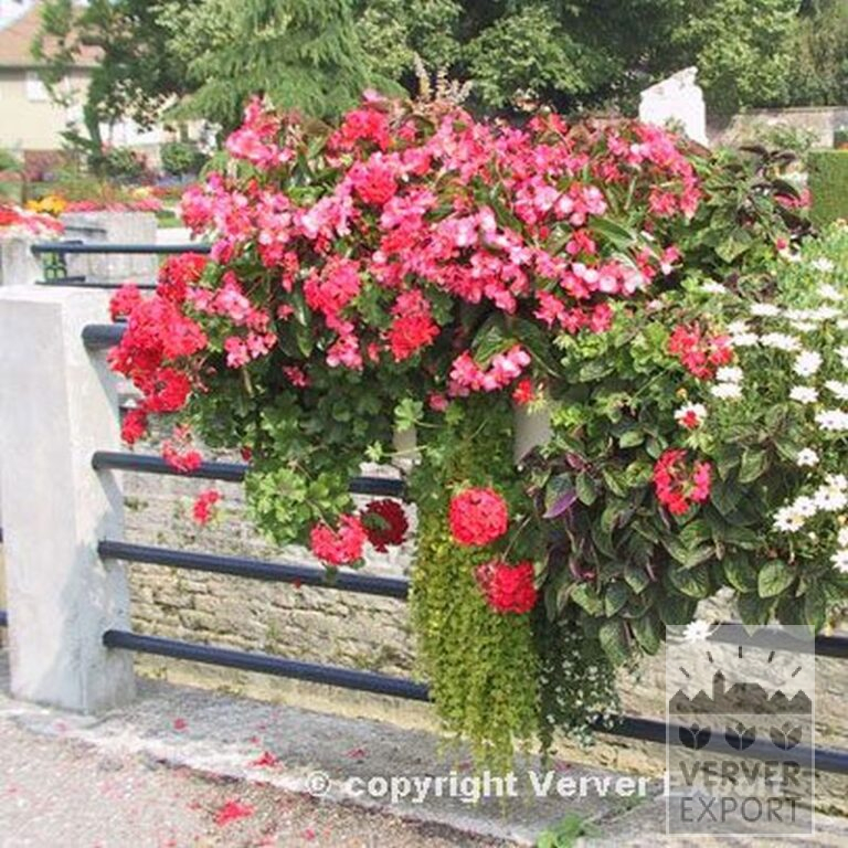 Begonia pendula mixed (25007) - Image 3