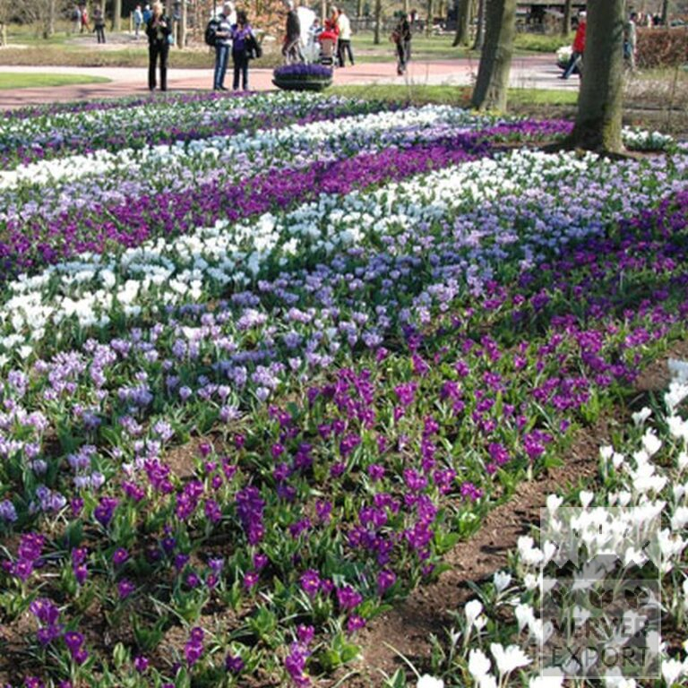 Krokus 'Flower Record' (14007) - Afbeelding 3