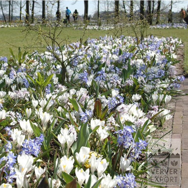 Chionodoxa sardensis (16033) - Bild 3