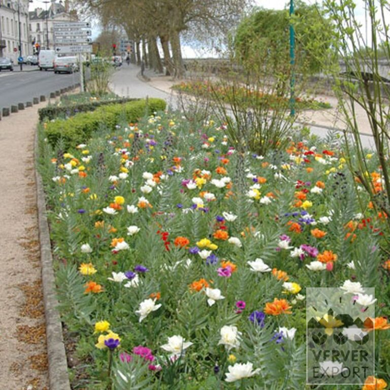 Anemone De Caen mixed (36016) - Image 2
