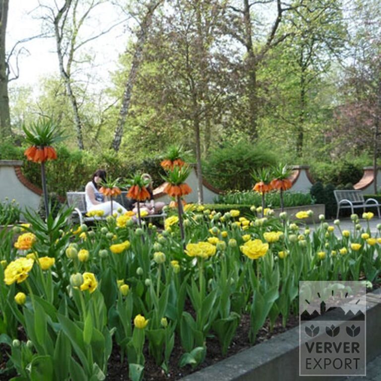 Fritillaria imperialis 'Rubra' (16052) - Afbeelding 5