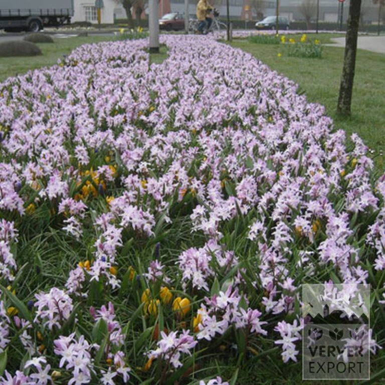 Chionodoxa forbesii 'Pink Giant' (16032) - Afbeelding 2