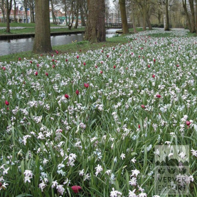 Chionodoxa forbesii 'Pink Giant' (16032) - Afbeelding 3
