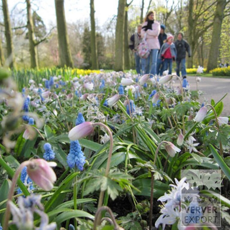 Anemone blanda 'White Splendour' (36025) - Afbeelding 2