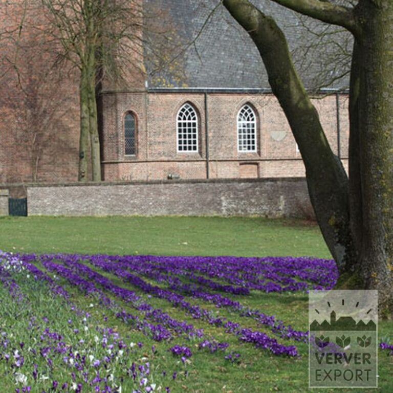 Krokus 'Flower Record' (14007) - Afbeelding 6