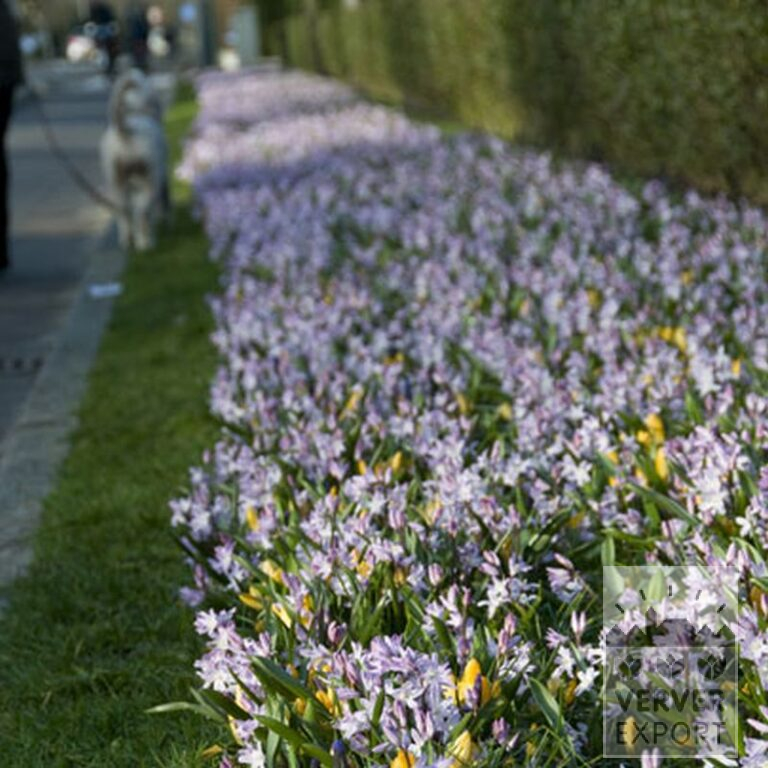 Chionodoxa luciliae (16030) - Bild 4