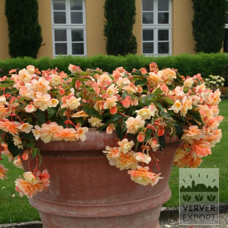 Begonia pendula mixed (25007) - Image 5