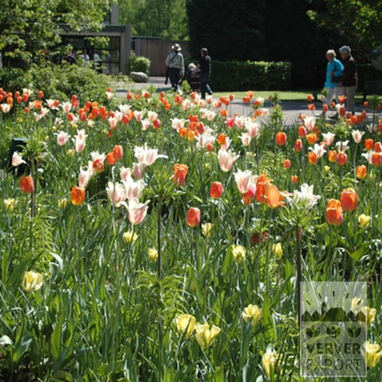 Tulpen 'Lighting Sun' (12178) - Afbeelding 2