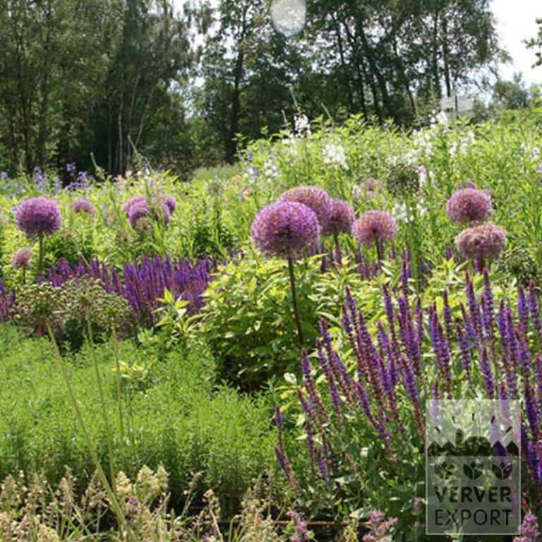 Allium giganteum (16006) - Afbeelding 8