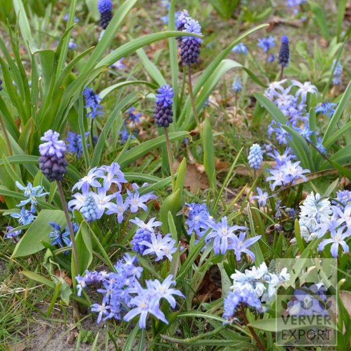 Kits 'Nature Azzurra' © (11143) - Afbeelding 2